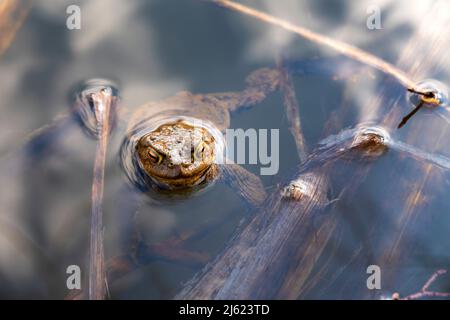 Toad peeking out of water Stock Photo