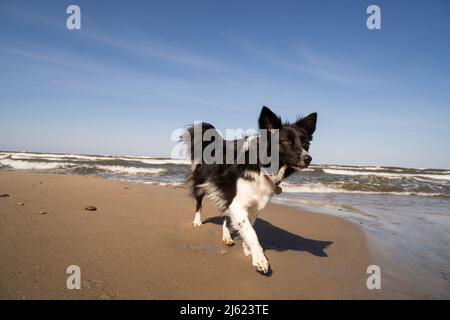 Border collie dog walking on coastline at beach Stock Photo