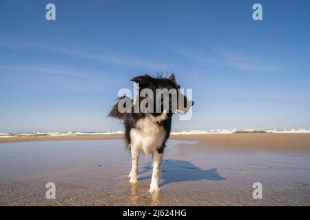 Border collie standing at beach on sunny day Stock Photo