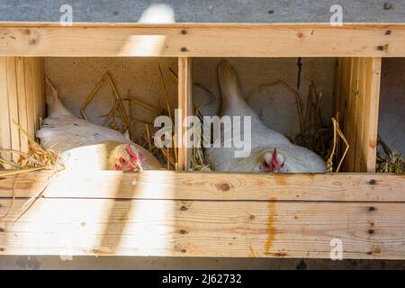 Two chickens resting on straw in a nesting box. Stock Photo