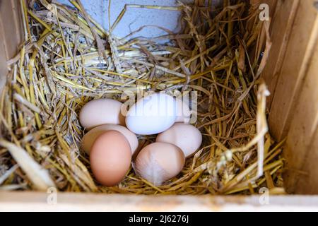 A clutch of chicken eggs on straw bedding in a nesting box. Stock Photo