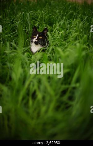 Black white cat sits in tall green grass and looks up to the sky Stock Photo