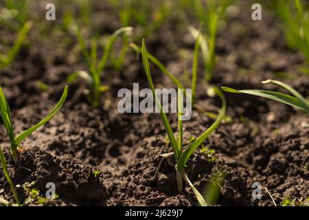 Young green spring shoots of garlic on a sunny day against a background of dark soil Stock Photo