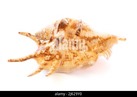 sea shell isolated on white background Stock Photo