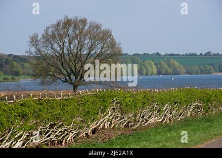 Managed hedge around the perimeter of Eye Brook Reservoir in Leicestershire (and Rutland), England UK Stock Photo