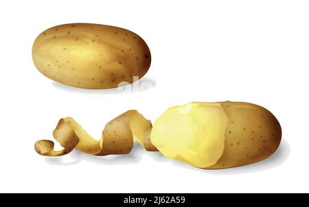 Potato peeled 3D vector illustration of isolated realistic potato vegetable whole and half peeled with spiral peel. Design template for potato chips f Stock Vector