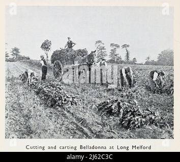 Cutting and carting Belladonna at Long Melford Atropa belladonna, commonly known as belladonna or deadly nightshade, is a toxic perennial herbaceous plant in the nightshade family Solanaceae from the book ' The romance of Empire drugs ' Published in London by the Scientific Department at Stafford Allen and Sons, Ltd Stock Photo