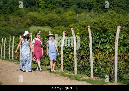 three women strolling in summer vineyard Stock Photo