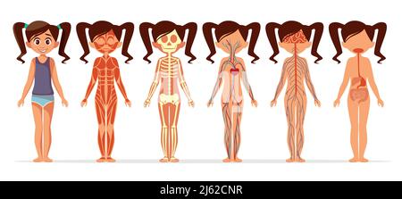 Girl body anatomy vector illustration. Cartoon medical female human body structure of muscular, skeletal, blood and vein circulatory or nervous and di Stock Vector