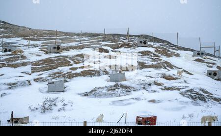 Sled dogs on the outskirts of Ilulissat twon in west Greenland Stock Photo