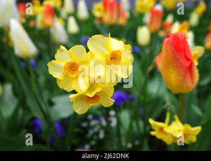 Lovely daffodils (jonquils) mixed with tulips and blurred grape hyacinths Stock Photo