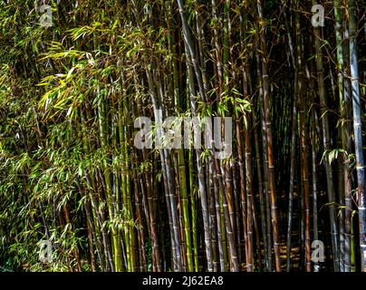 Bush of Black bamboo (Phyllostachys nigra) Stock Photo