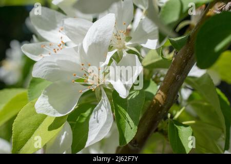 Malus CINDERELLA , Crabapple Stock Photo - Alamy