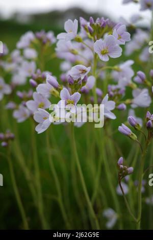 Cardamine pratensis, cuckoo flower, lady's smock, mayflower, or milkmaids, in a meadow. This is a  plant in the family Brassicaceae. Stock Photo