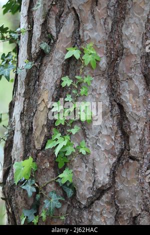 Vertical image of green ivy growing on textured tree trunk Stock Photo