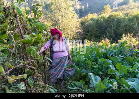 Anatolian woman controls the crops she planted in her field. Ordu, Turkey Stock Photo