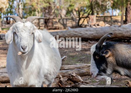 White Goat with Horns chewing bark with shy multi coloured goat Stock Photo