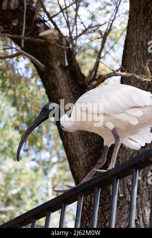 Ibis - Fondly known as a BIN CHICKEN! Stock Photo