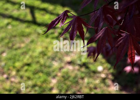 Japanese maple branch seen up close with a lawn as background Stock Photo