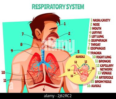 Human respiratory system vector illustration. Cartoon medical design of man body with lungs, esophagus or breath diaphragm and trachea or bronchi alve Stock Vector