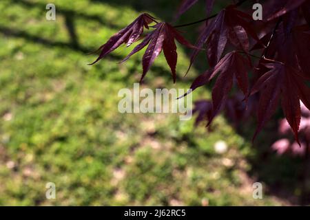 Japanese maple branch seen up close with a lawn as background Stock Photo