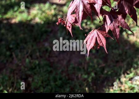 Japanese maple branch seen up close with a lawn as background Stock Photo