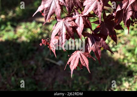 Japanese maple branch seen up close with a lawn as background Stock Photo