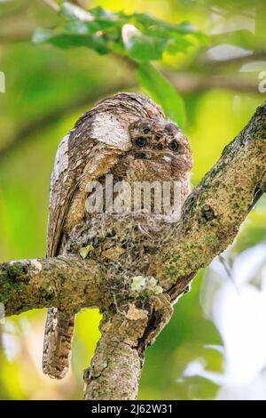 Adult male sri lanka frogmouth sitting on nest with chick Stock Photo