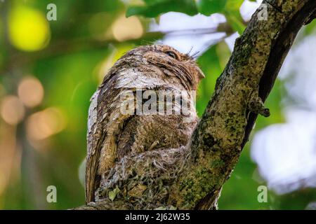 Adult male sri lanka frogmouth sitting on nest with chick Stock Photo