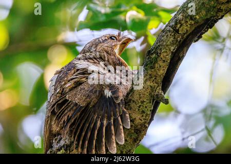 adult male sri lanka frogmouth with mouth wide open, sitting on nest with chick. Chick has wing outstretched. Stock Photo