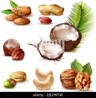 Nuts realistic set with hazelnut, peanut, cashew, walnut, pistachio, coconut, almond and green leaves isolated vector illustration Stock Vector