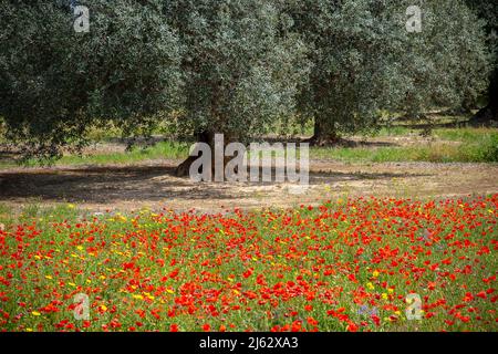 Blooming poppies  in a grove of olive trees in Apulia (Puglia) Italy.  Flowering poppies in a grove of olive trees Stock Photo