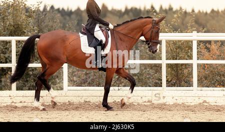 Classic Dressage horse in the test. Trot strengthening suspension phase. Equestrian sport. Sports stallion in the bridle. The leg of the rider in the Stock Photo