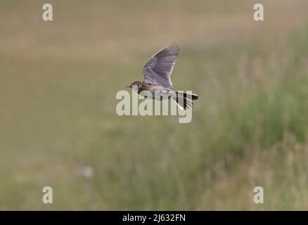 Eurasian Skylark (Alauda arvensis) In Flight Stock Photo
