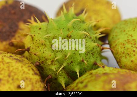 Prickly Conker Shells Unopened Stock Photo