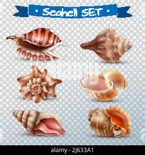 Realistic set of different beautiful seashells isolated on transparent background vector illustration Stock Vector