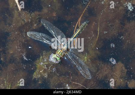 Downy emerald, Cordulia aenea, Male. Stuck on water surface of pond and drowning. June. Sussex, UK. Stock Photo