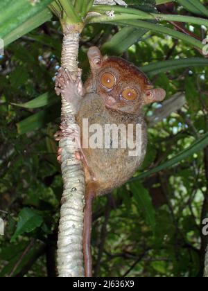 Philippine tarsier (Tarsius syrichta) world's smallest monkey, Philippine Tarsier Foundation, Central Visayas, Bohol, Philippinen, Indo-Pacific, Asia Stock Photo