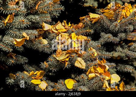 Yellow autumn leaves lie on a branch of a fir-tree. Yellow leaves on lie on the Christmas tree Stock Photo