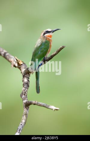 White breasted bee-eater (Merops bullockoides) perched on a branch in Tanzania