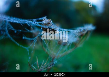 isolated spiders web on a dead flower seed head with dew on a natural green background Stock Photo
