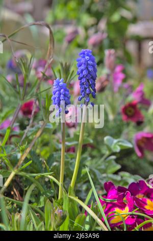 grape hyacinth growing in free nature Stock Photo