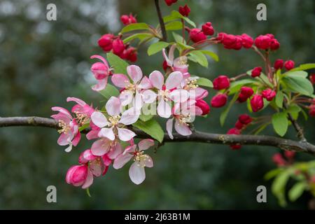 beautiful blossom of the japenese flowering crabapple Stock Photo