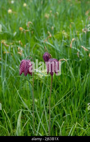 snake's head fritillary with chequered pink and purple bell like flowers Stock Photo