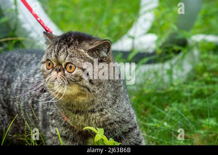 Cute brown striped cat exotic walks on a leash in the park on a summer day. Persian kitten on the green grass on a harness with a leash outdoors