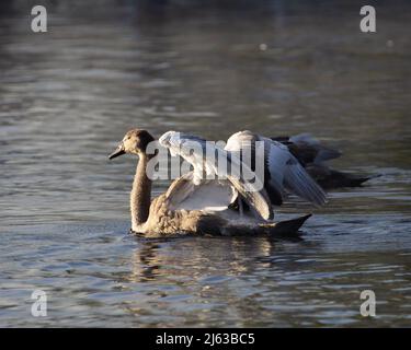 swans and signets feeding in the mist on the river Stock Photo