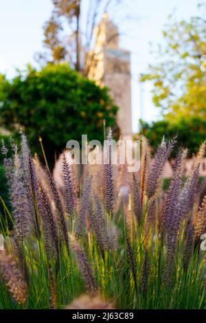 Pink Pampas grass in Medina, Marrakech, Morocco. High quality photo Stock Photo