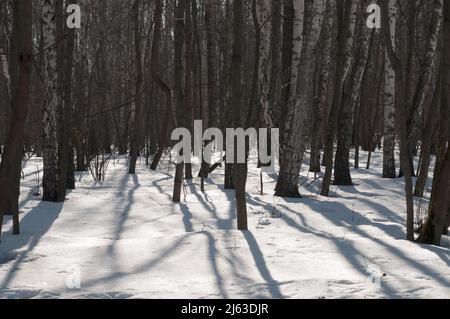 Early spring in a forest, Sokolniki reservation park, Moscow Stock Photo