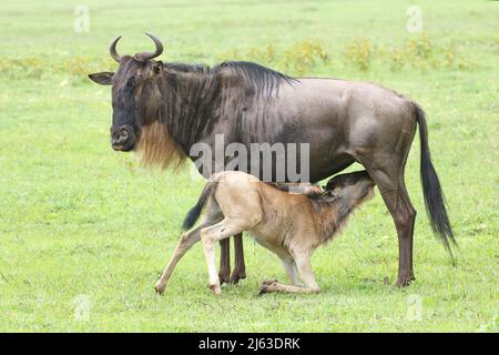 Newborn Blue Wildebeest calf suckling from its mother in Ngorongoro Crater in Tanzania Stock Photo