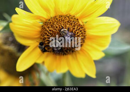 Three honeybees pollinate a yellow sunflower, while working to gather pollen to make honey. Stock Photo